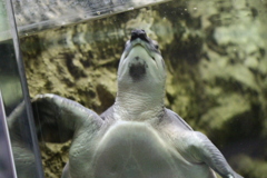 スッポンモドキ