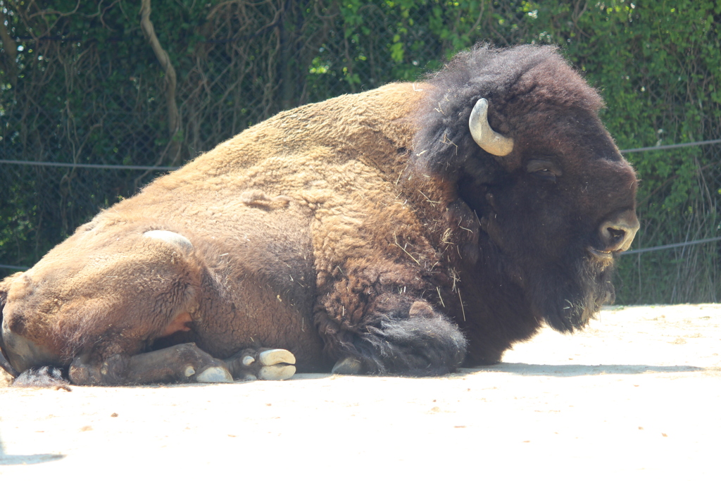 アメリカバイソン
