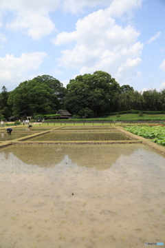 田んぼ