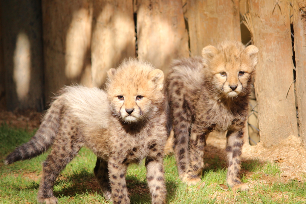 チーターの赤ちゃん