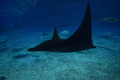 ブラックデビル