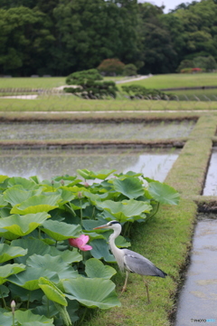 大賀蓮と鷺