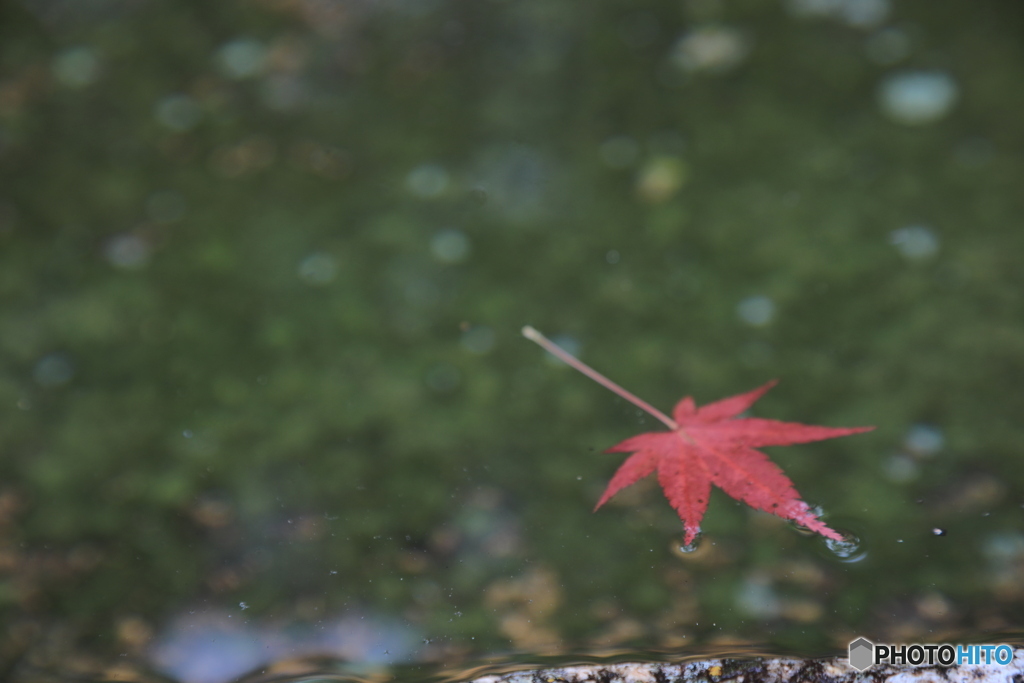 水面に浮かぶ秋