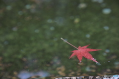水面に浮かぶ秋