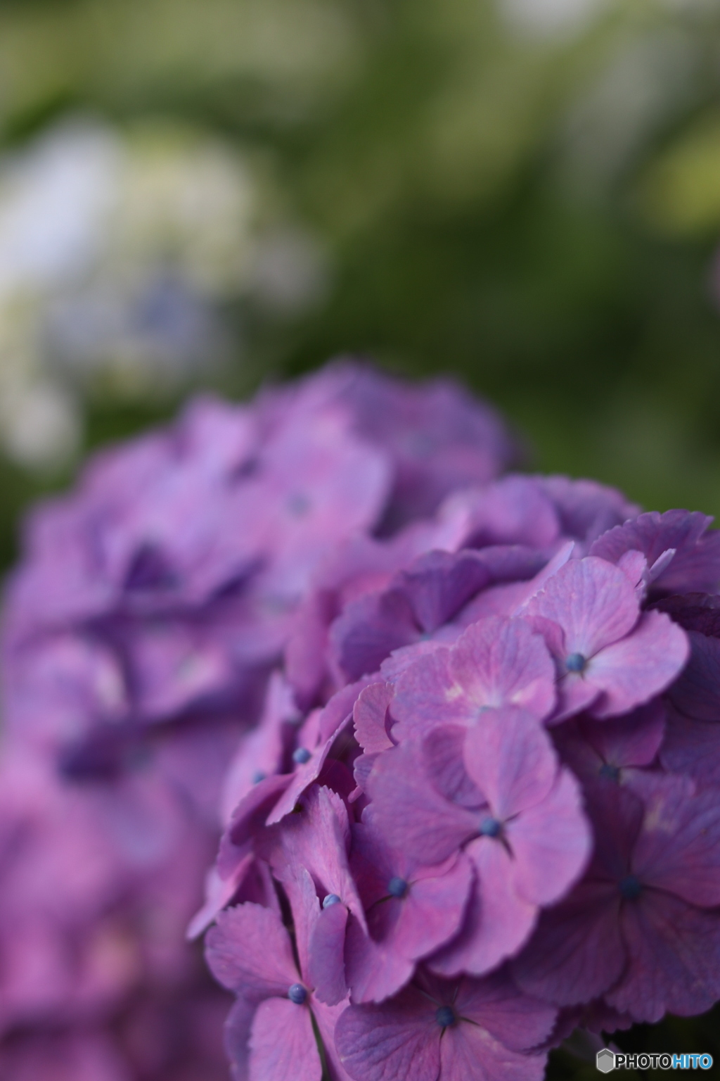 紫陽花