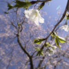 とりあえずソフトで