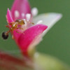 蟻サイズの花