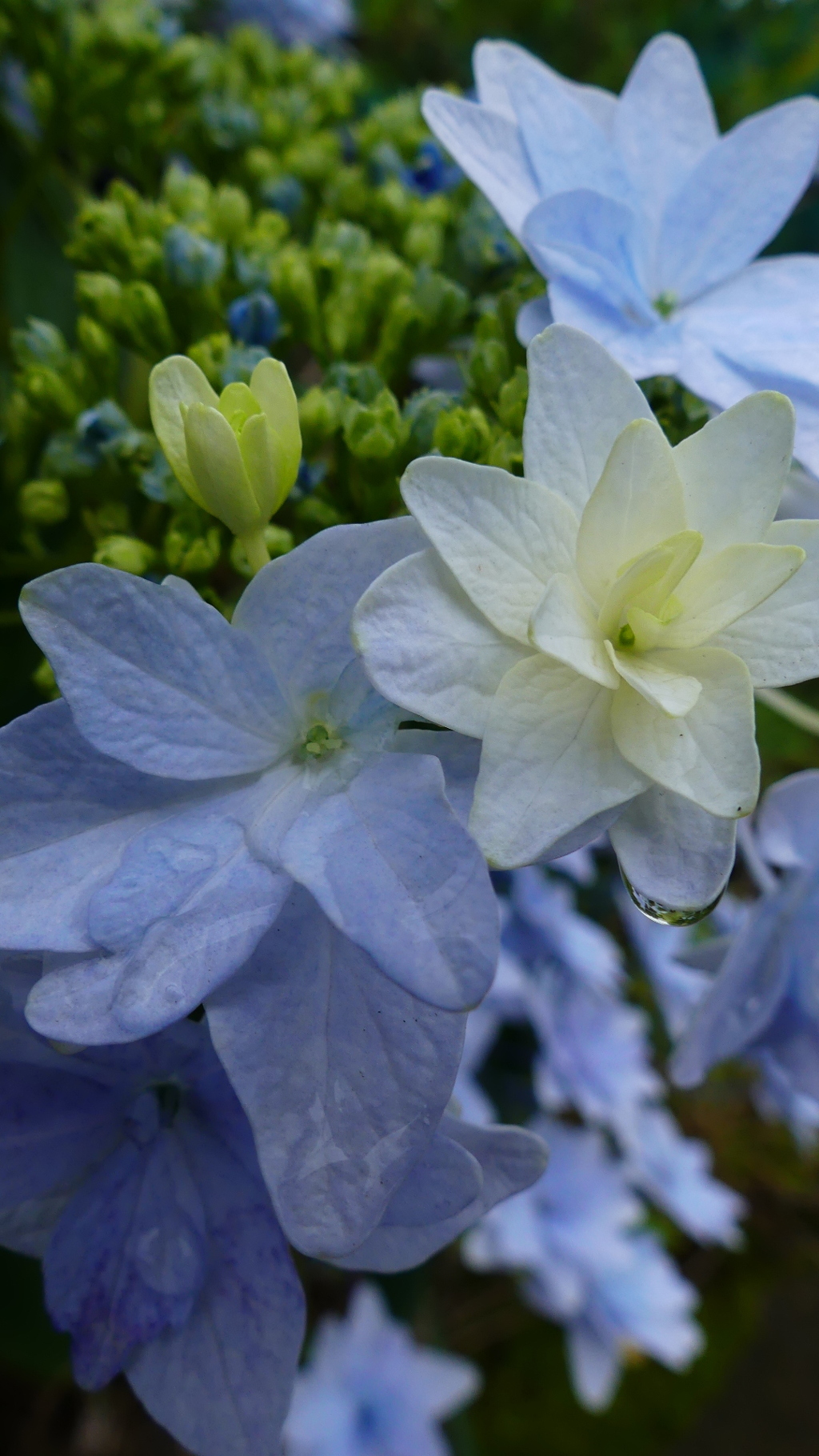 紫陽花の季節6