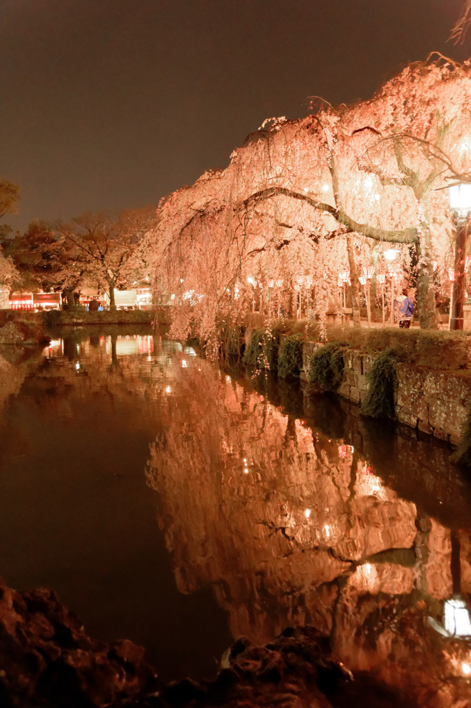 夜桜