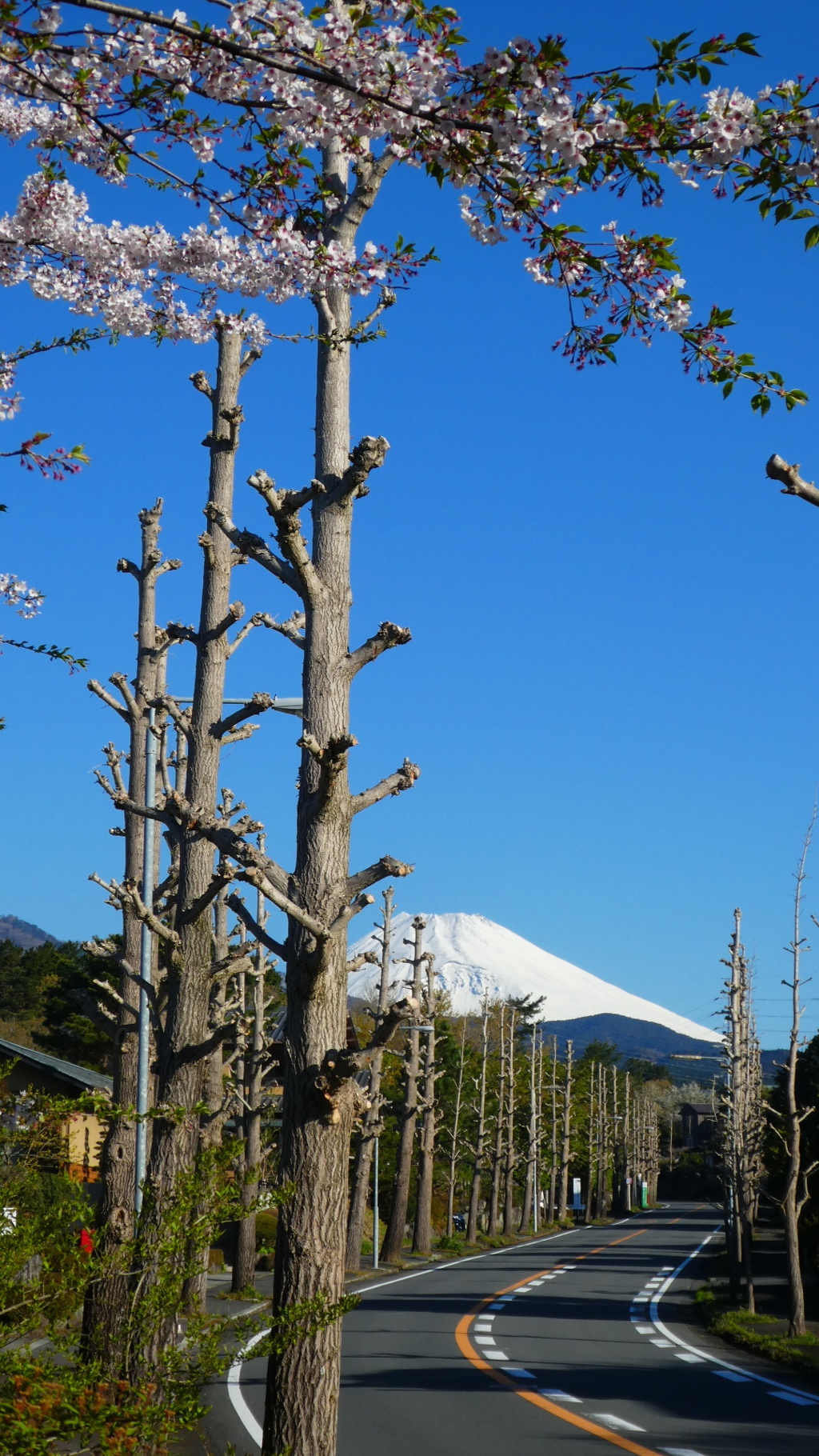桜も殺風景