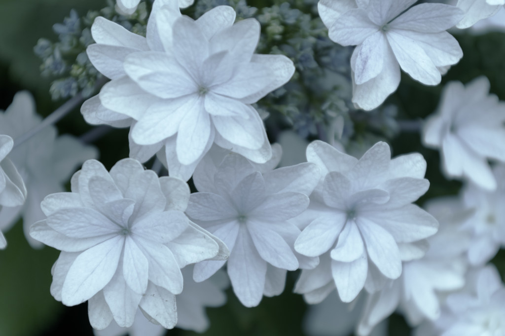 紫陽花の季節1