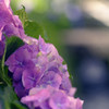 紫陽花の季節5