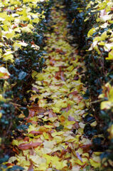 チカチカします？