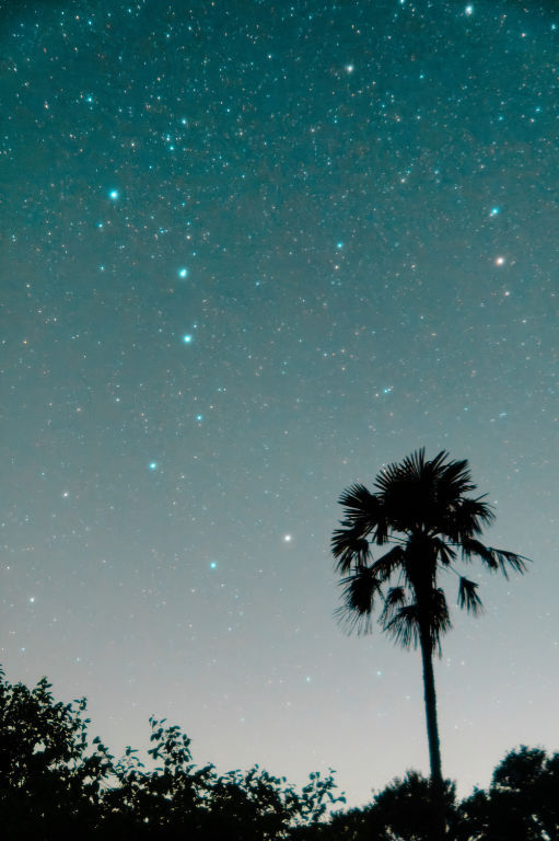 ヤシの木とイメージが合わない？