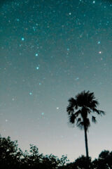 ヤシの木とイメージが合わない？