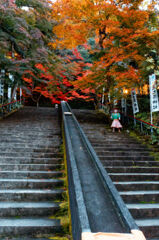 他では見られない紅葉には違いない