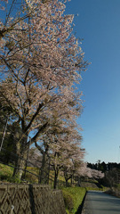 やっぱ青空に陽ざし