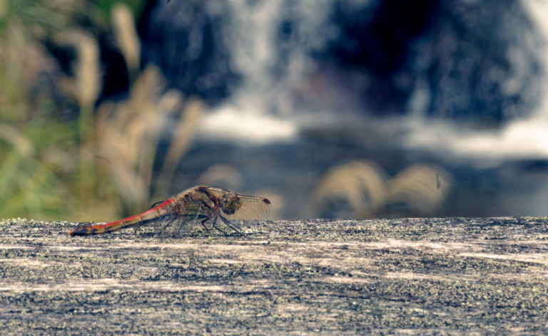 一応秋らしい．．かな？