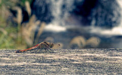 一応秋らしい．．かな？