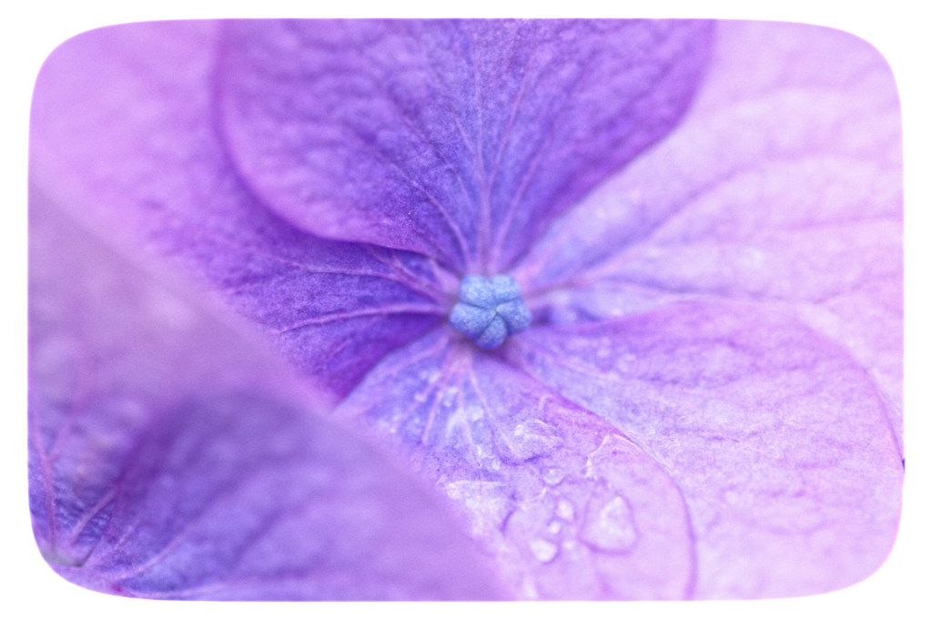 紫陽花の季節4