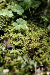 雨は、苔もしっとり