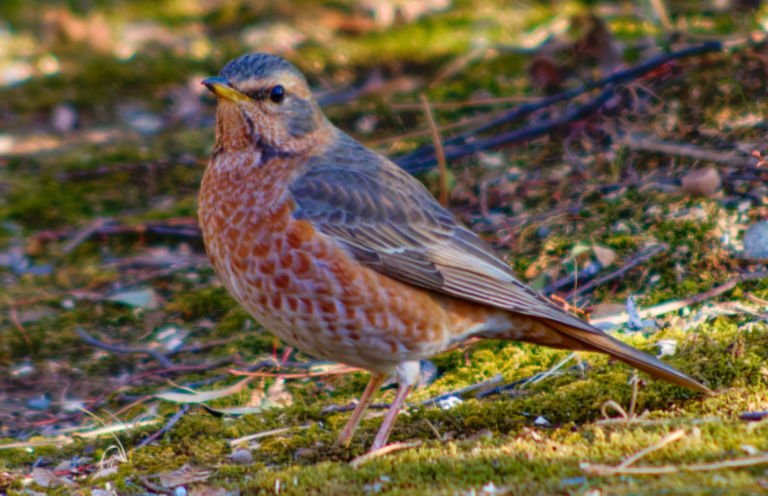 ツグミ？アカハラ？いいえ私はハチジョウツグミ