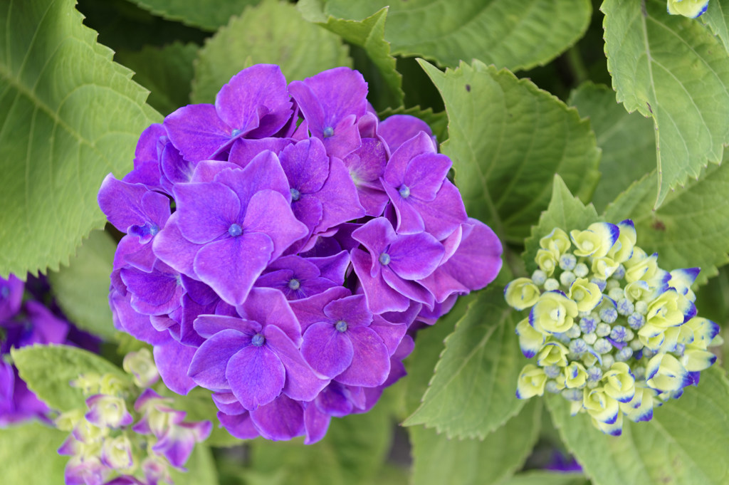 紫陽花の季節3