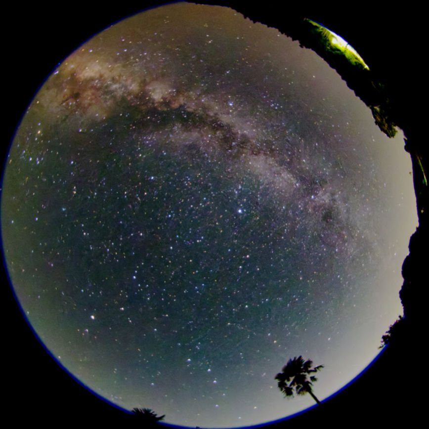 ヤシの木はやっぱこっち？