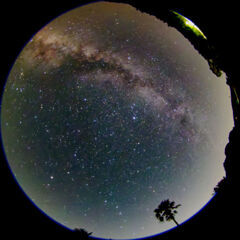 ヤシの木はやっぱこっち？