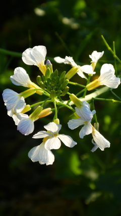 私も菜の花よ