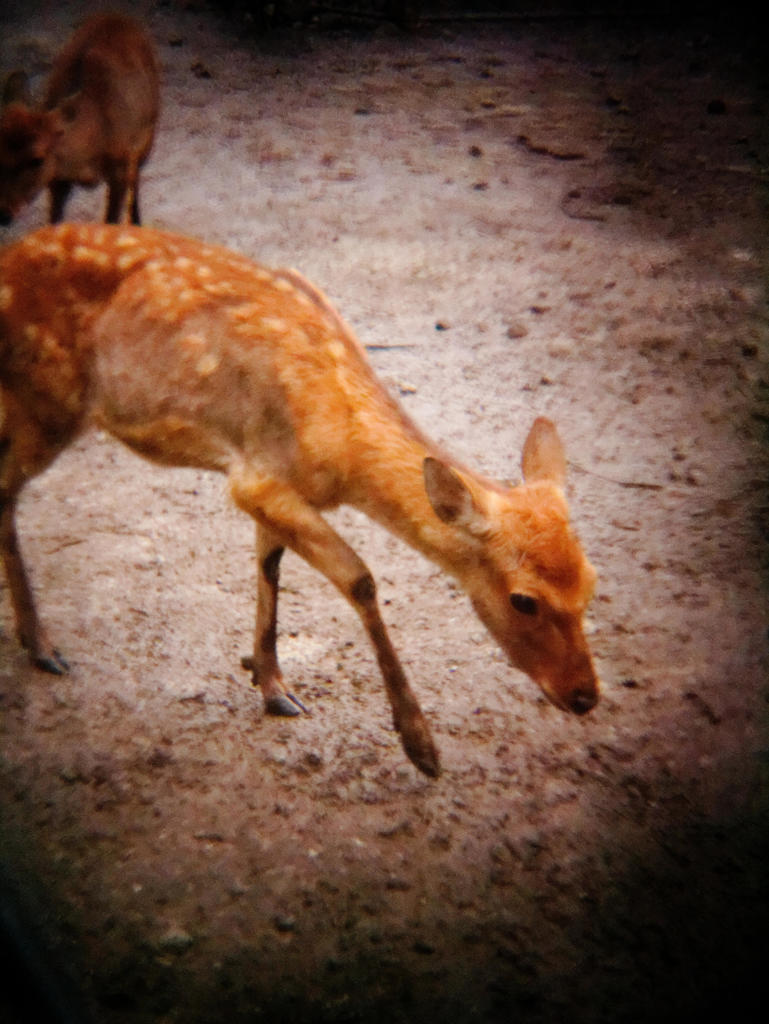 トイカメラ遊びその７