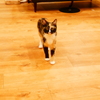 猫カフェにて
