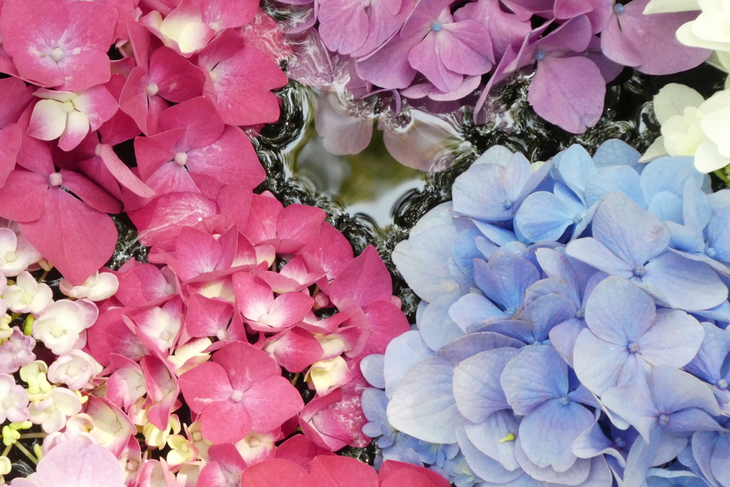 筥崎宮の紫陽花