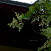 雨