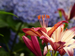 筥崎宮花庭園