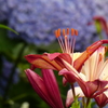 筥崎宮花庭園