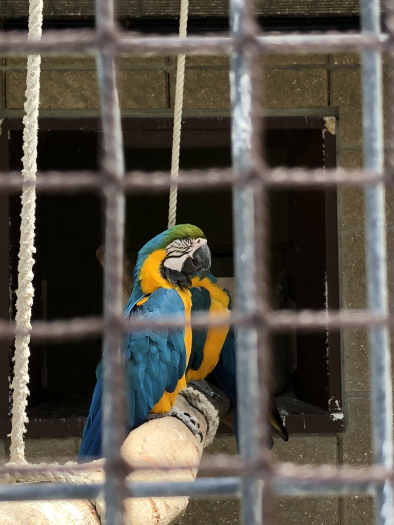 ルリコンゴウインコ