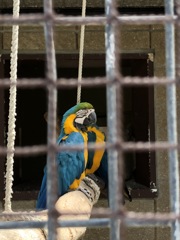 ルリコンゴウインコ