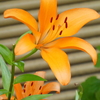 筥崎宮花庭園
