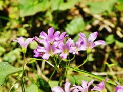 晴天の下の花