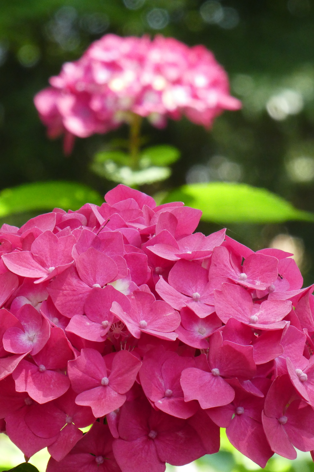 筥崎宮の紫陽花