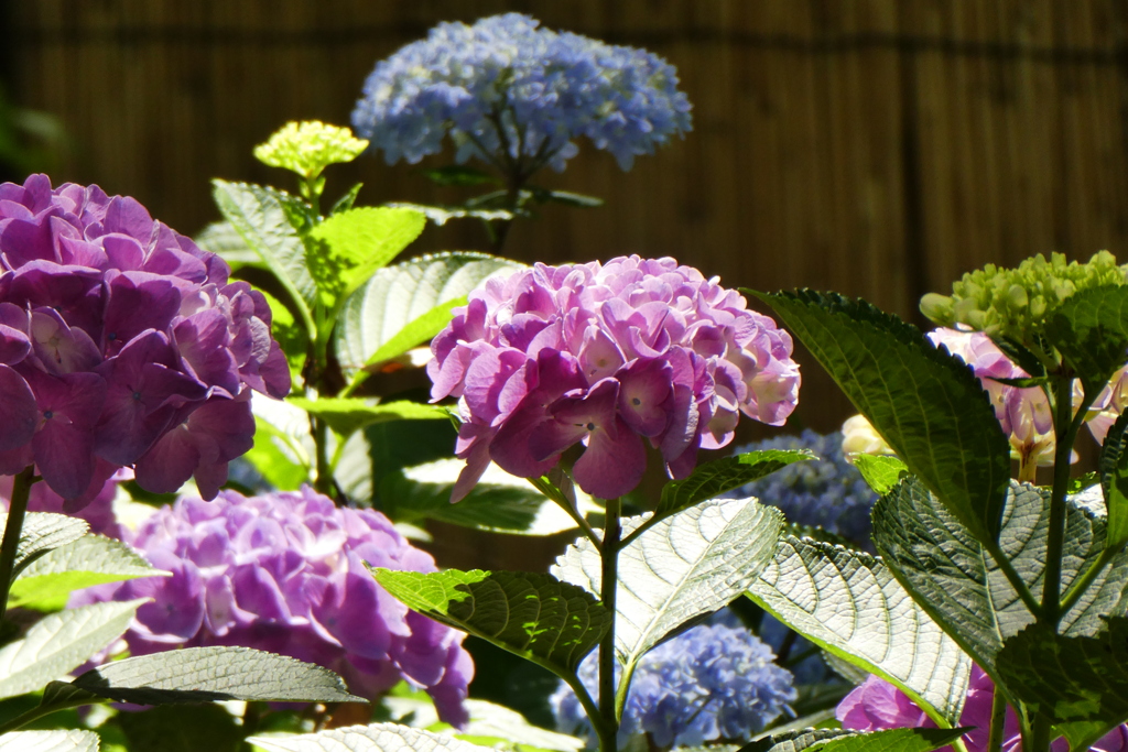 筥崎宮の紫陽花