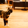 猫カフェにて