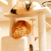 猫カフェにて