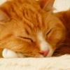 猫カフェにて