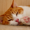 猫カフェにて