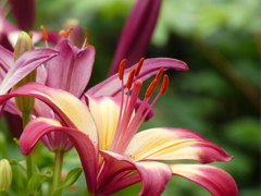 筥崎宮花庭園