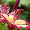 筥崎宮花庭園