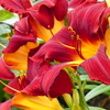 筥崎宮花庭園