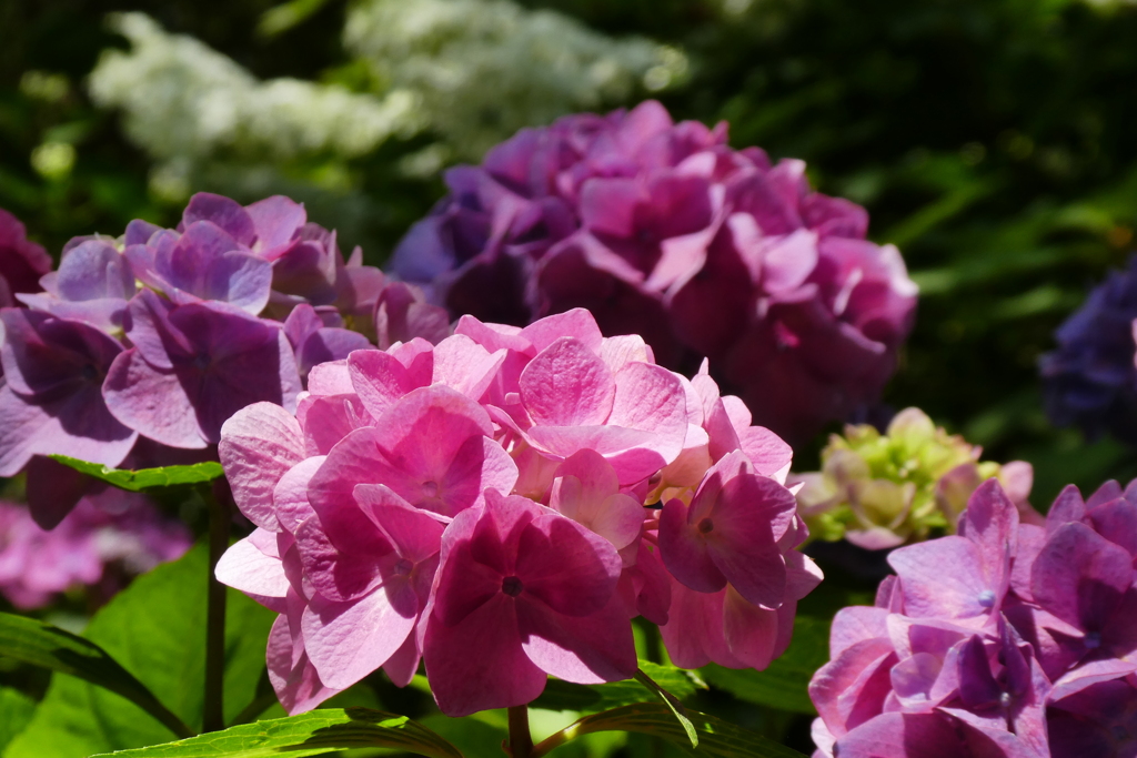 筥崎宮の紫陽花